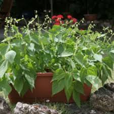 Plant seeds 1 inch deep with the 'eye' facing down. Mascotte Bush Bean Is Perfect For Containers And Small Gardens Horticulture