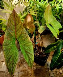 Image result for Disperis johnstonii