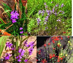 Image result for Erianthemum virescens