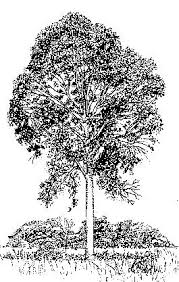 Image result for Entandrophragma delevoyi