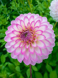 Decorative Dahlia Arbatax K Van Bourgondien Wholesale Bulbs Beautiful Flowers Photography Amazing Flowers Beautiful Pink Flowers