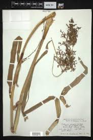 Image result for Scleria schimperiana