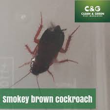 What does a brown cockroach look like? Know Your Enemy The Types Of Roaches That Plague Your Home Clean Green Pest Control Northern Beaches