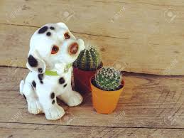 Hot promotions in cactus dog toy on aliexpress you'll find official stores for brand names alongside small independent discount sellers, all of whom offer quick shipping and reliable, as well as convenient and safe, payment methods, no matter how much you choose to spend. Dog And Cactus Collection In Small Flower Pots Stock Photo Picture And Royalty Free Image Image 75731269