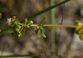 Image result for Gisekia pharnaceoides