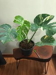 Boleh whatsapp if berminat wassap.my/60136732696. Monstera Thai Constellation Home Furniture Gardening On Carousell