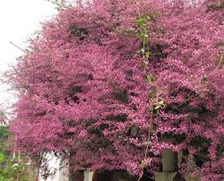 Image result for Congea