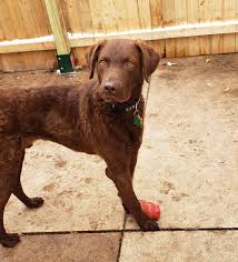 We offer the greatest selection of breeders in wisconsin. Chesapeake Retriever Rescue Of Wisconsin Home Facebook