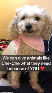 Montgomery county animal services & adoption center. New Jersey Dog Is Looking For A New Home After Both Of Her Owners Died Due To Coronavirus Daily Mail Online