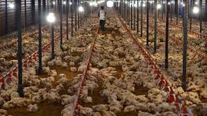 Ayam itu sendiri terbagi ke dalam dua jenis yaitu ayam jenis pedaging dan. Peternak Ayam Hadapi Empat Persoalan Di Tengah Pandemi Corona
