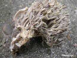 Image result for Clavulina cinerea