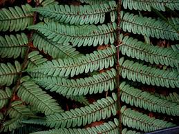 Image result for Cyatheaceae