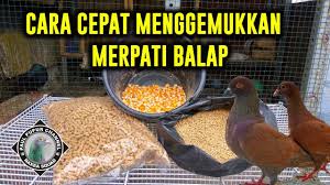 Penderita sangat disarankan untuk rutin mengonsumsi makanan yang mengandung vitamin b12 tinggi. Cara Cepat Menggemukkan Merpati Balap Youtube