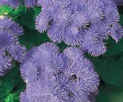 Ageratum Houstonianum Hawaii 5 0 Blue Ageratum From Sedan Floral Hanging Garden Garden Parasols Flower Garden Design