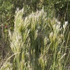 Image result for Andropogon gayanus