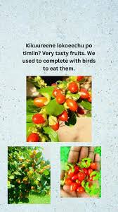 Image result for Dovyalis macrocalyx