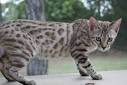 Leopard Bengal Kittens for Sale & Breeder - Lap Leopard ...