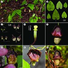 Image result for Aristolochiaceae