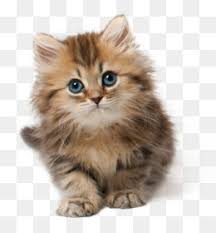 Join millions of people using oodle to find kittens for adoption, cat and kitten listings, and other pets adoption. Domestic Long Haired Cat Png Free Download Cat Small To Medium Sized Cats Whiskers Kitten Domestic Long Haired Cat American Curl