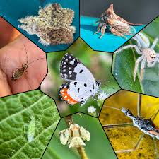 Image result for Oxyrhachis