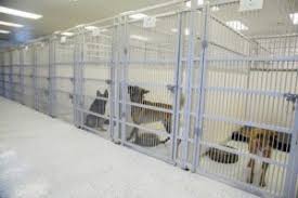 Services include but are not limited to: Dog Boarding Charlotte Nc Dogs By Andy K 9 Services