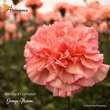 Standard Carnation Minami Series Premium And Exclusive Carnations For Mother S Day By Florequisa Carnations Flower Market Flowers