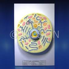 1 063 320 просмотров • 23 сент. Animal Cell Model