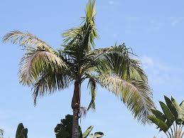 Image result for Archontophoenix cunninghamiana