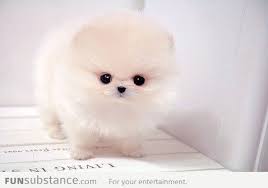 Teacup Pomeranian Puppy Funsubstance Cute Baby Puppies Cute Baby Animals Cute Animals