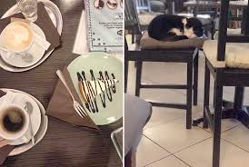 No copyright infringement intended.all the pictures and videos contained on my blog were collected from different public sources, including different websites, considered to be in public domain. 4 Awesome Cat Cafes In Europe A Catlover Must Visit Our City Travels