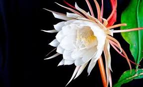 Not Only Are These Flowers Rare But They Re Also Stunning