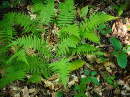 Image result for Amauropelta