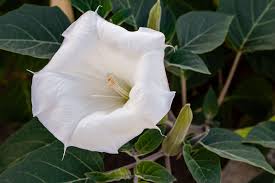 [aka a redux of 'the flower without fragrance': 16 Plants That Smell Best