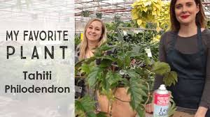 It grows quickly in good conditions and thrives on a normal philodendron regimen. My Favorite Plant Tahiti Philodendron Youtube