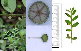 Image result for Phyllanthus muellerianus