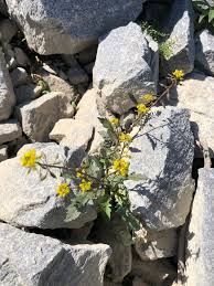 Image result for Rorippa madagascariensis