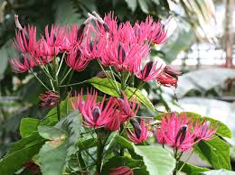 Image result for Pavonia