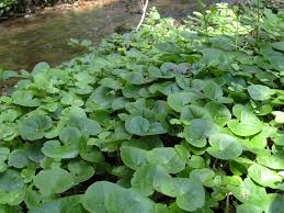Neben den 10 gefährlichsten giftpflanzen im garten gibt es selbstverständlich noch weitere pflanzenarten, die zwar sehr beliebt. Giftpflanzen Im Garten Salzi At