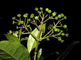 Image result for Xymalos monospora