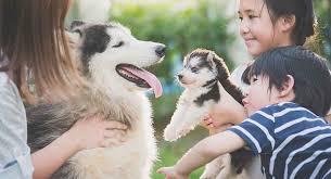 Here is the list of best spiritual dog names, along with their meanings. Female Dog Names Awesome Ideas For Gorgeous Girls