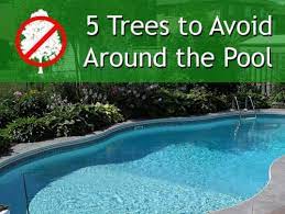 Next day shipping · low maintenance & durable · get 1st year blooms Pool Debris 5 Trees To Avoid Around Your Pool And Landscape