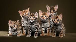 Bengal kittens look like a miniature version of leopards. The Ultimate Guide To Bengal Cats Cattify