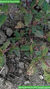 Image result for Boerhavia erecta