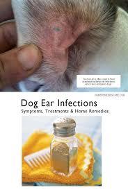 Ear Infections Are Caused By A Buildup Of Bacteria And Yeast If You Notice An Ear Infection In Yo Dogs Ears Infection Dog Remedies Ear Infection Home Remedies