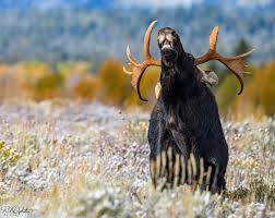 Grand Teton National Park 2019 - Nikon Rumors