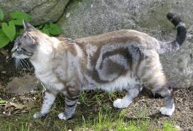 Kucing persia lesti kejora kucing persia himalaya. Istilah Dan Keragaman Warna Bulu Kucing Petnyaku