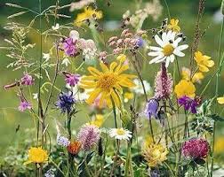 Pin Von Christa Gettys Auf Bergwelt Wildblumenwiese Schone Blumen Blumen Wiese