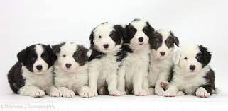 Dogs Six Border Collie Pups Photo Border Collie Puppies Border Collie Dogs