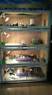 Pin By Kawai Kuailani On People Little Fuzzy Ones Chicken Brooder Chicken Cages Chicken Diy