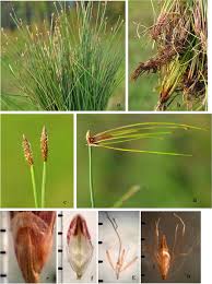 Image result for Eleocharis setifolia